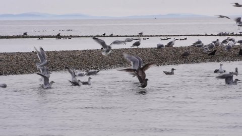 Seagulls bathing along the shore in the Pacific Ocean at Mission Point on the Sunshine Coast of British Columbia.