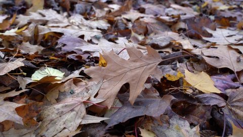 Brown leaves lying on the ground in autumn are swayed by the wind