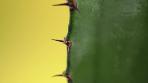 Euphorbia (Spurge) cactus thorns on a yellow background. Sharp spike close up. Macro. Rotation. Selective focus
