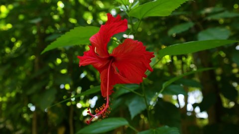 Hibiscus flower blooms. The bud opens and blooms into a large red flower. Time lapse of a