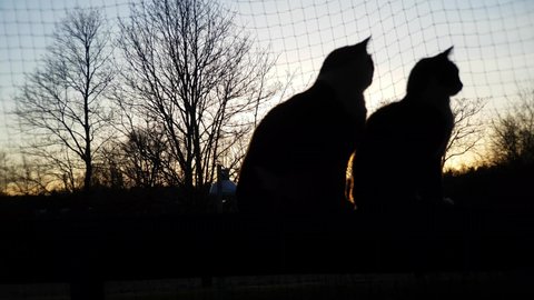 2 cats cat silhouette standing at sunset watching birds in orebro Sweden on 07-04-2022