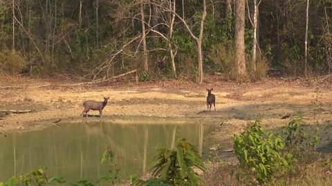 Male and Female Sambar Deer (Rusa unicolor) (also spelled sambur, or sambhur) enjoy a day at the beach. Filmed in Kaeng Krachan National Park, Thailand.