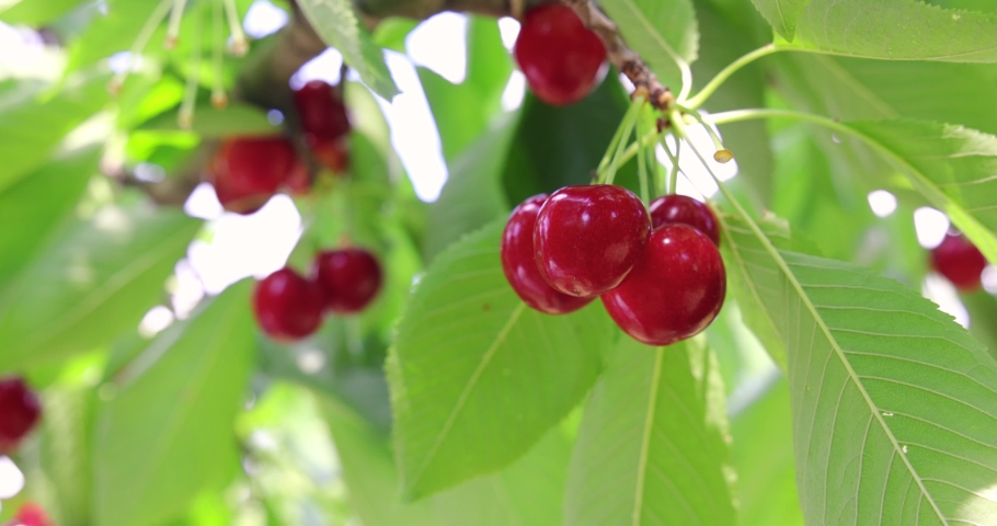 Picking sweet cherries in the orchard. Close up of fresh and ripe cherries picking from a branch, slow motion Royalty-Free Stock Footage #1089051473