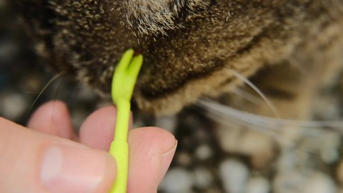 Tweezers for removing ticks.Removing a tick from a cat. Pets and parasites.Ticks in a cat. Ticks in animals. Blood sucking insects