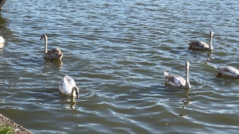 Six swans float synchronously on the surface of the water in a sunny day, riding on small waves, a harmonious swan dance.