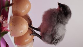 A live black chicken stands next to chicken eggs. Close-up. Vertical video
