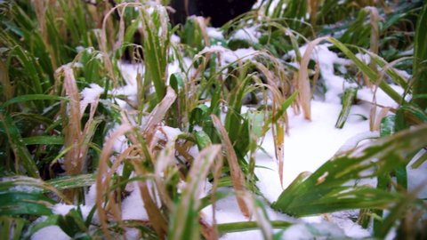 The subtropical grass undergrowth in forest is covered with snow. Weather cataclysm, climate fluctuation