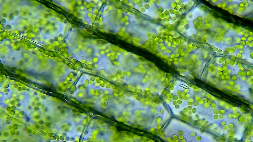 Leaf cells chloroplasts moving microscopic view Royalty-Free Stock Footage #1089054447