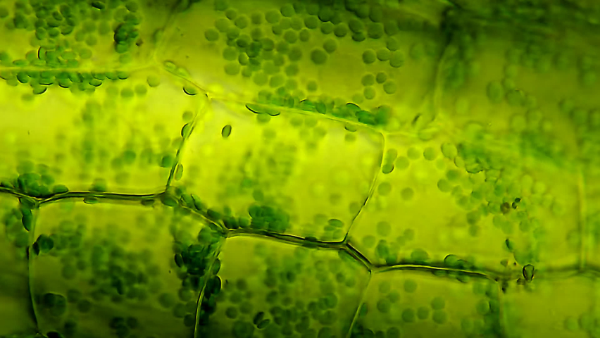 Leaf cells chloroplasts moving microscopic view | Shutterstock HD Video #1089054453
