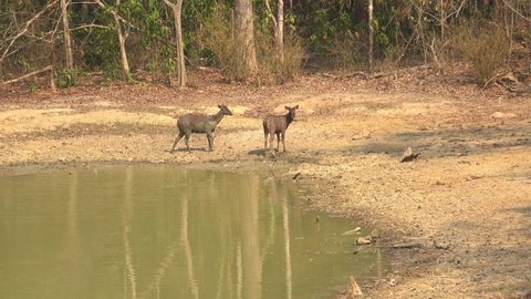 Male and Female Sambar Deer (Rusa unicolor) (also spelled sambur, or sambhur) Drink at a jungle watering hole. Filmed in Kaeng Krachan National Park, Thailand.