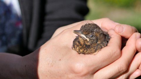Care of a baby blackbird. The bird is held in one hand. It is fed. Filmed in summer. Close-up.