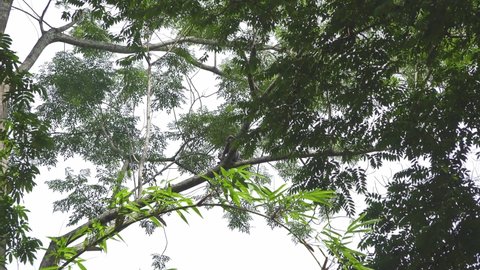 Leaf Monkeys (dusky leaf monkey, spectacled langur, or spectacled leaf monkey (Trachypithecus obscurus)) move through the jungle canopy. Filmed in Kaeng Krachan National Park, Thailand.