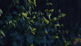 Cinematographic scene, dark mood, leafs moved by the wind. Green background. Rainforests. 4K video.