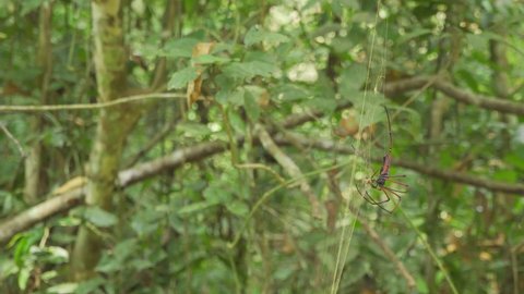 A red spider, seems to be a Golden Silk Orb-Weaver Spider. Filmed in Kaeng Krachan National Park, Thailand.