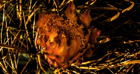 Barrel cactus with vivid  tangerine  flowering blossom and busy pollinating insects, gently closes with the day’s fading light.
