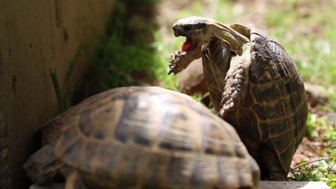 Tortoises mating in a garden. Male turtle in selective focus.