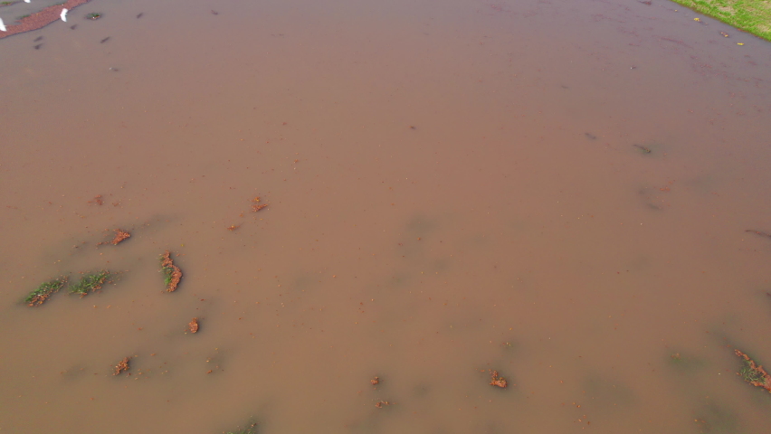 An aerial view of a flock cowbirds flying over a muddy body of water that has overflowed it