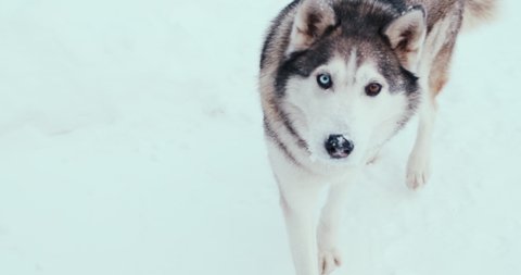 Large husky sled dog, a malamute on the street in winter. Close-up shooting, portrait. Multicolored eyes - heterochromia. The concept of sled dogs In the conditions of the Far North
