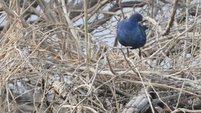 
Grey-headed swamphen bird searching something on tree branches