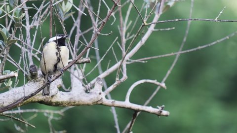 One of the most familiar birds in the parks and gardens of Europe, great tit. This is perched on a branch.
