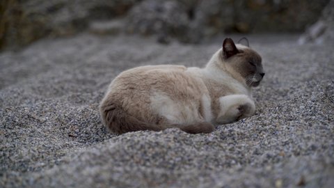Sleepy brown and white cat relaxing in sand on beach