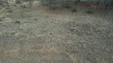 Aerial footage of a skunk in a field. Camera is static