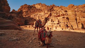 Dromedary camels with colorful saddles at Petra, historic UNESCO heritage site carved into sandstone in Jordan. Cinemagraph seamless video loop Indiana Jones Last Crusade filming location Treasury.