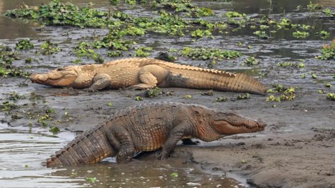 A muggar crocodile crawling out of the water and onto the river bank in the Chitwan National Park in Nepal.