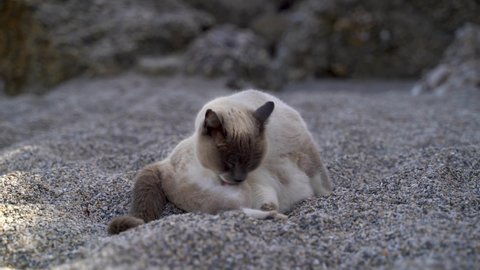 Cute cat cleaning its fur on beach with rocks in background