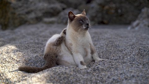Curious and playful cat cleaning itself on beach, sitting in sand
