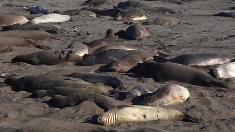 Elephant Seals Cluster Together To Rest And Sleep On Beach Sand At San Simeon, Big Sur, California- static