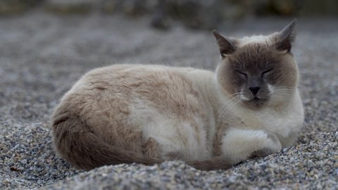 Beautiful majestic Ragdoll cat sleeping in shadow on beach