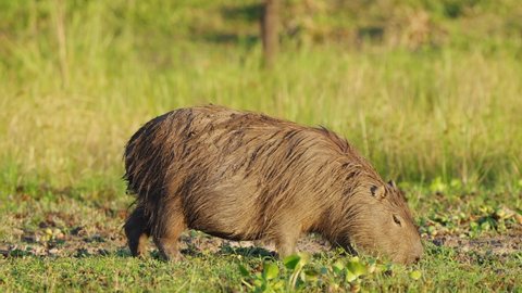 Hungry capybara, hydrochoerus hydrochaeris grazing across the grassy field and feasting on the surrounding vegetation in the wild before nightfall at pantanal natural region, brazil.