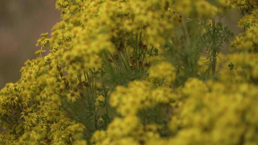 Close up view of Yellow Flowered Ragwort Filmed with a Vintage Lens | Shutterstock HD Video #1089065681