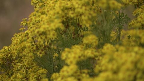 Close up view of Yellow Flowered Ragwort Filmed with a Vintage Lens