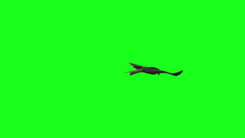 Eagle Flaying Green Screen  HD 4k Animated- Birds Green Screen Video