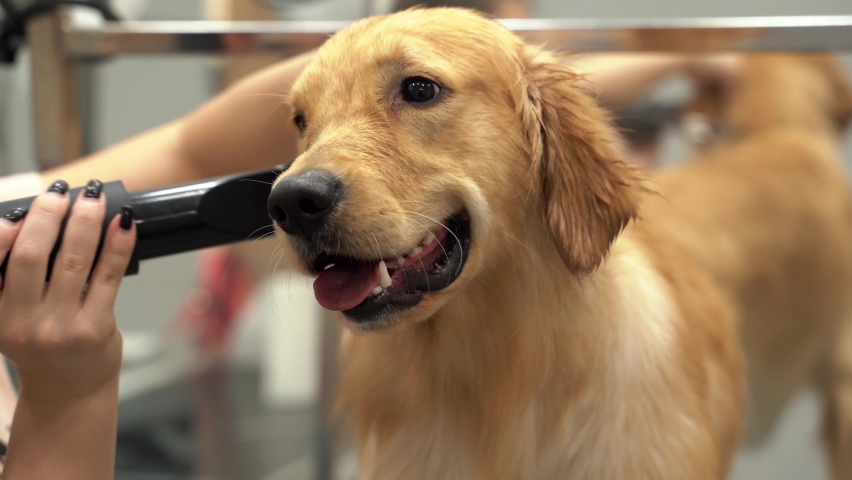 A female groomer cuts happy dog Golden Retriever and dries its fur with hair dryer on a grooming table in a beauty salon for dogs. Hairdresser for animals. Pet care. 4k footage Royalty-Free Stock Footage #1089066667