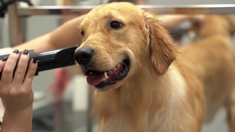 A female groomer cuts happy dog Golden Retriever and dries its fur with hair dryer on a grooming table in a beauty salon for dogs. Hairdresser for animals. Pet care. 4k footage