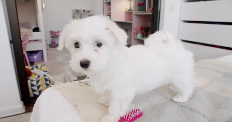 The activity in the house of the little white puppy Bichon Frise. Little purebred puppy is playing in the bedroom, Funny Pet, Domestic cute pet. Leisure Dog Lifestyle on domestic room. Adorable pet.