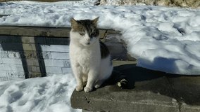 stray cat in winter outdoors during daytime