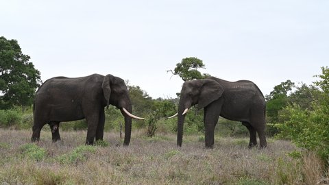 Two elephants face off in Kruger National Park