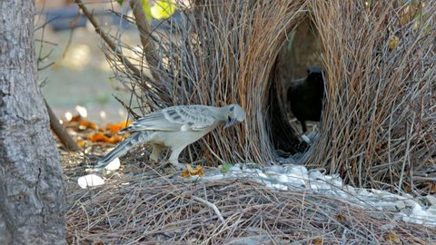 two young bowerbirds practice at a bower constructed of twigs