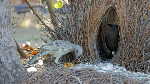 a great bowerbird displays objects to another bird at its bower of sticks