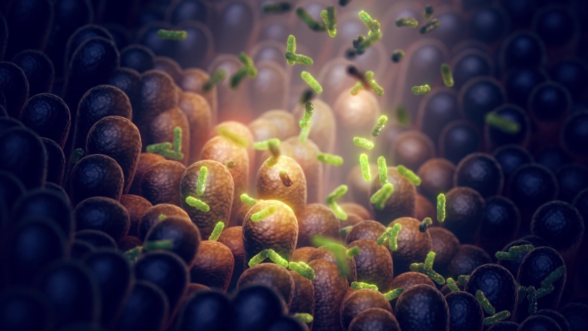 Animation of Intestinal bacteria. Gut microbiome helps control intestinal digestion and the immune system. Probiotics are beneficial bacteria used to help the growth of healthy gut flora Royalty-Free Stock Footage #1089070909