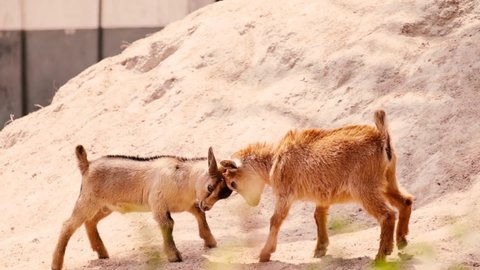 Two young brown goats with fighting. Goats fighting with their small horns.
