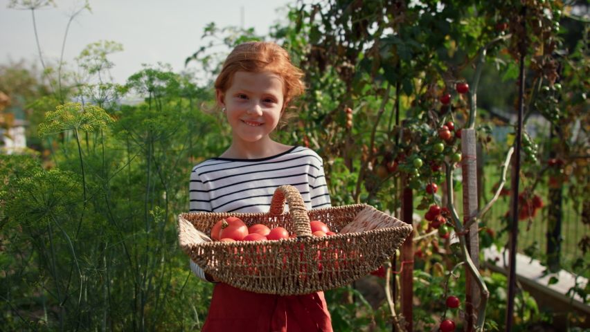 Little girl picking tomatoes in summer in garden.