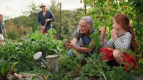 Grandmother and granddaughter in summer enjoy harvesting vegetables from home organic vegetable garden. - Powered by Shutterstock - Get 15% off with code: PIKWIZARD15