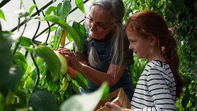 Grandmother with granddaughter picking peppers in garden together. - Powered by Shutterstock - Get 15% off with code: PIKWIZARD15
