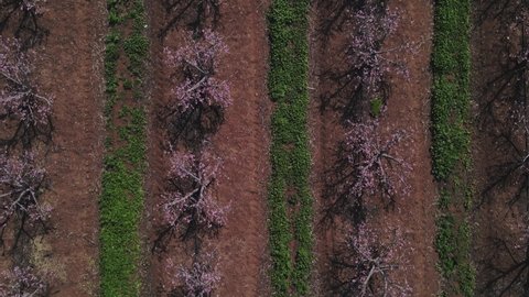 Top view of rows blackcurrant bushes, cultivated land at Israel, Golan Heights, Mevo Hama. Aerial photography, drone shot. Agricultural area of Ukraine. Agrarian industry. Artistic wallpaper.