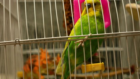 Close-up of a green adult wavy parrot in a cage sits near the mirror.Domestic songbirds theme. Parrot home in a cage. Selective focus. Veterinary shop